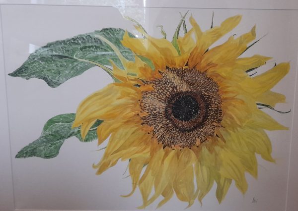 Sunflower Comet