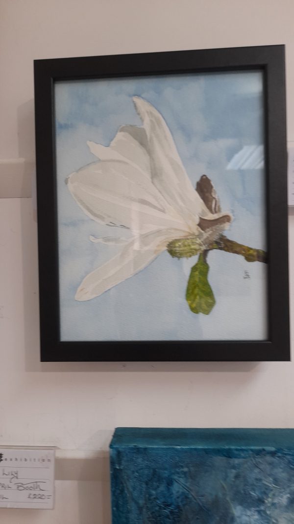 Magnolia Stellata
