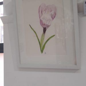 Sunlit Crocus, Nottingham Arboretum