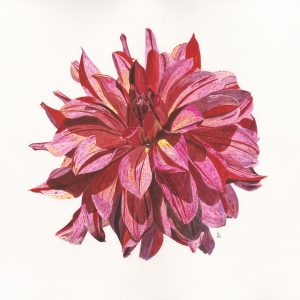 Dahlia I