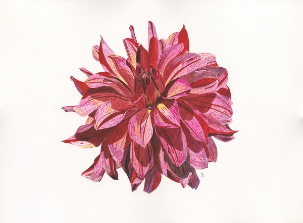 Dahlia I