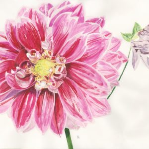 Dahlia II