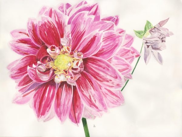 Dahlia II