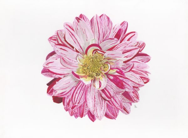 Dahlia III