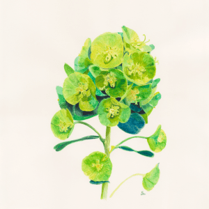Green Fairy II - Bromley House Library 4