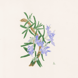 Rosemary, that’s for remembrance - Bromley House Library 11