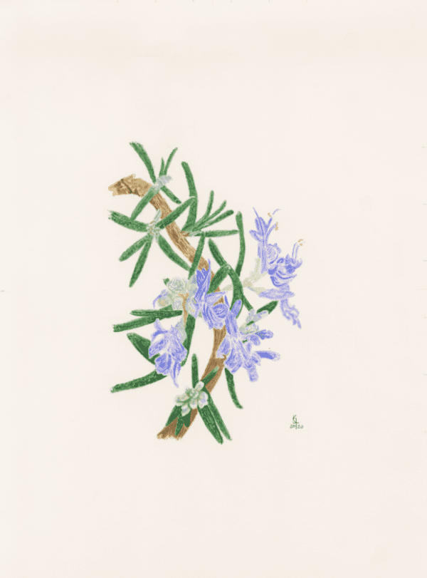 Rosemary, that’s for remembrance - Bromley House Library 11