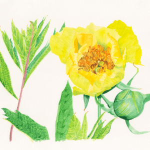 Summer in the city - Bromley House Library 5