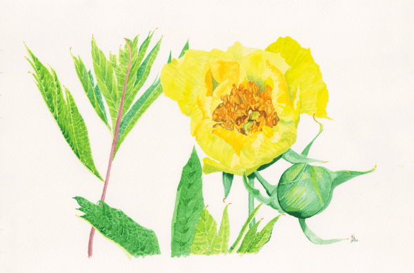Summer in the city - Bromley House Library 5