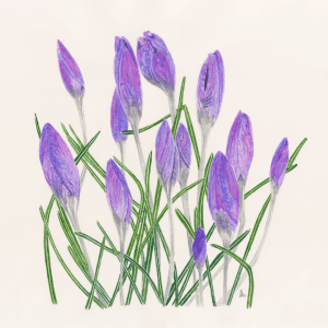 Purple Haze - Bromley House Library 6