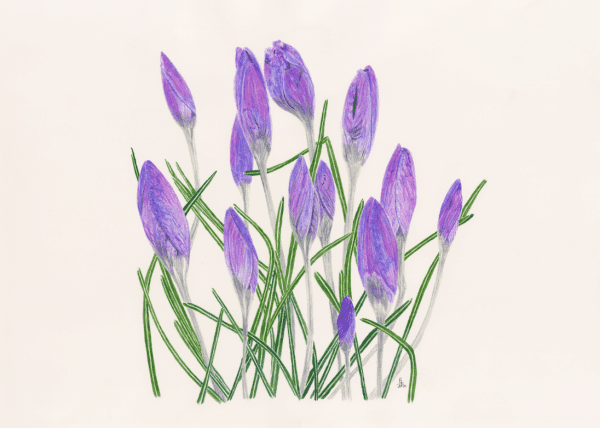 Purple Haze - Bromley House Library 6