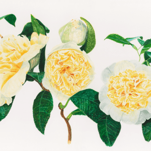 Soft Scoop Dairy Rose - Bromley House Library 7