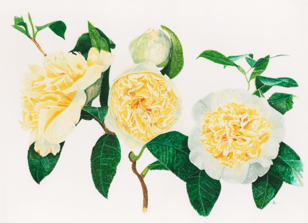 Soft Scoop Dairy Rose - Bromley House Library 7