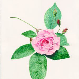Gather ye Rosebuds while ye may - Bromley House Library 8