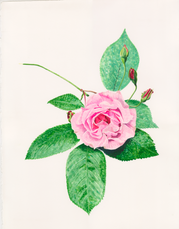 Gather ye Rosebuds while ye may - Bromley House Library 8