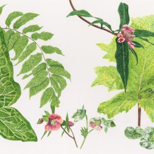 January - when there’s no colour in the garden - Bromley House Library 18