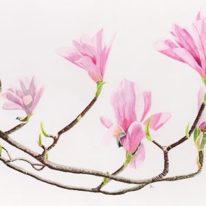 Magnolia “Heaven Scent” - Bromley House Library 17