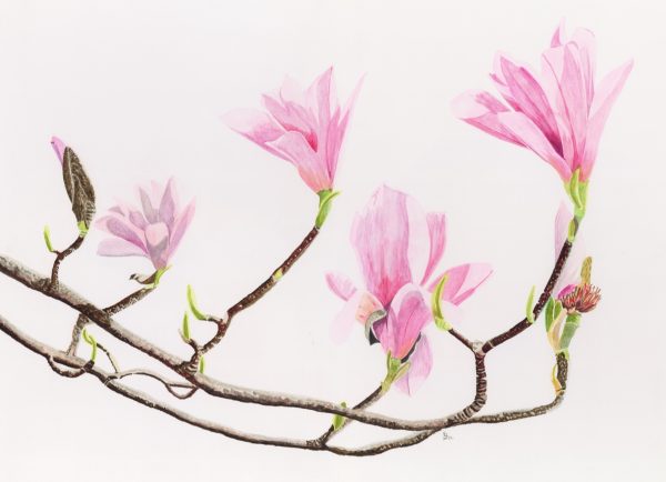 Magnolia “Heaven Scent” - Bromley House Library 17