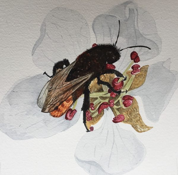 A Pollinator Collecting Nectar From Pear Blossom