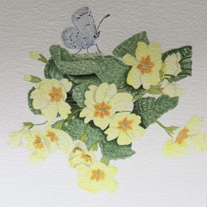 Primroses and a Holly Blue Butterfly