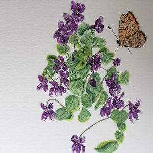 The nodding violet blows