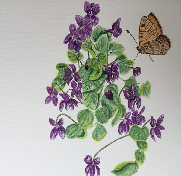The nodding violet blows