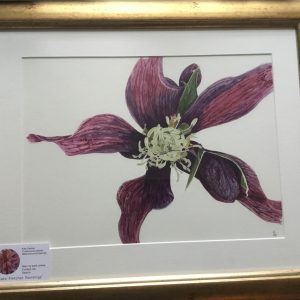 “Black” clematis, Nottingham Arboretum