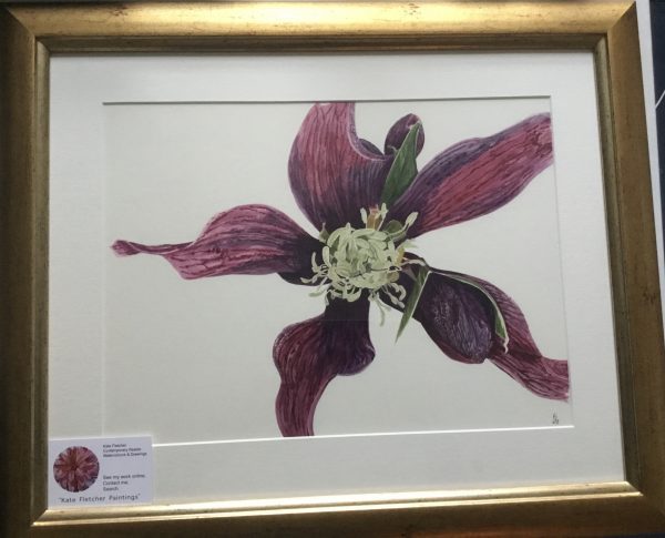 “Black” clematis, Nottingham Arboretum