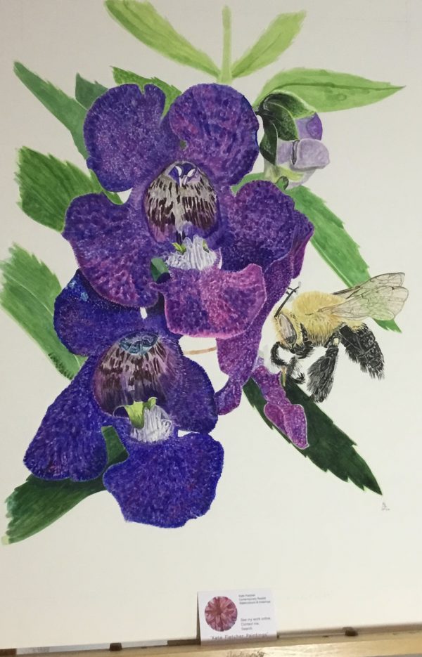Blue Snapdragon - Bromley House Library 16